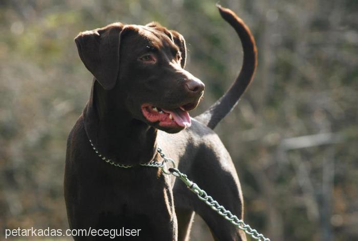 yoshi Dişi Doberman Pinscher