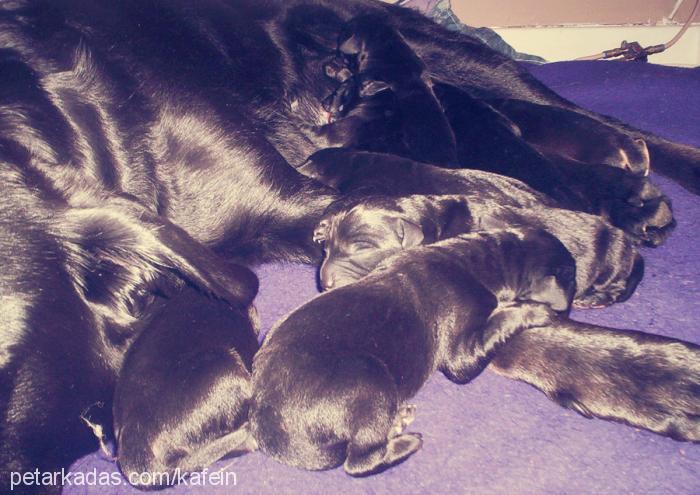 bebişler Erkek Labrador Retriever