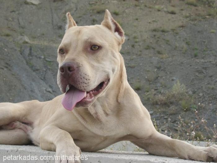 ares Erkek Amerikan Pitbull Terrier