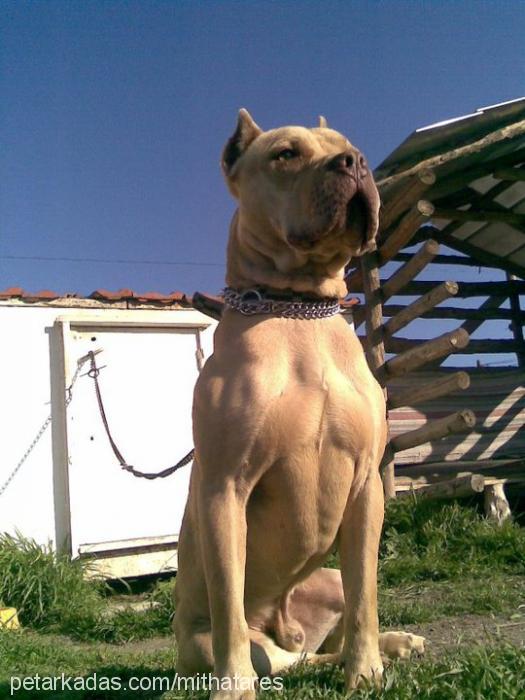 ares Erkek Amerikan Pitbull Terrier