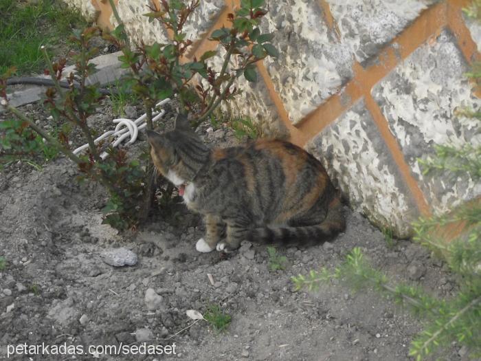 Şımarık Dişi Tekir Kedi