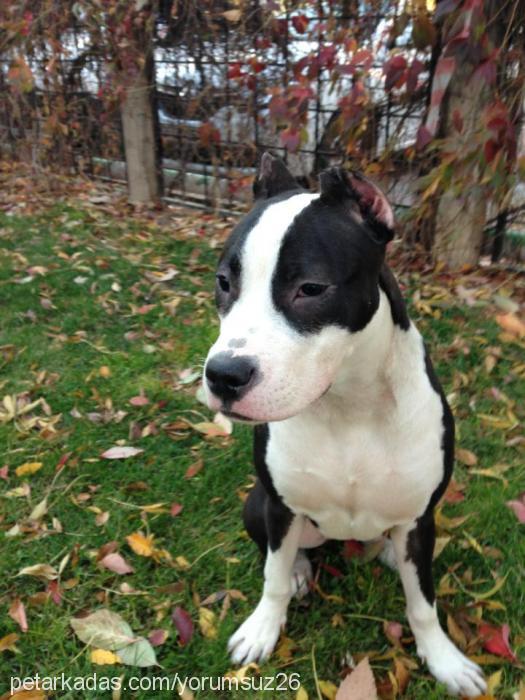 Çakıl Dişi Amerikan Staffordshire Terrier