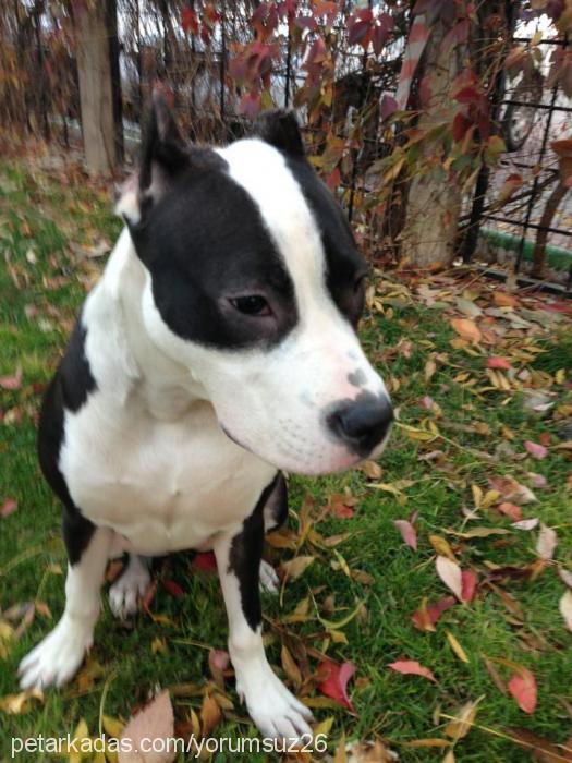 Çakıl Dişi Amerikan Staffordshire Terrier