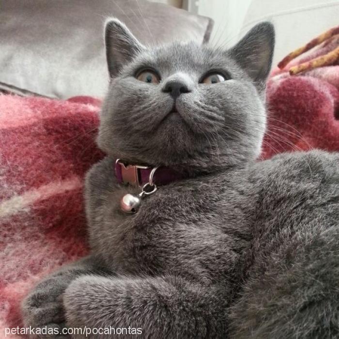 gÜmÜŞ Dişi British Shorthair