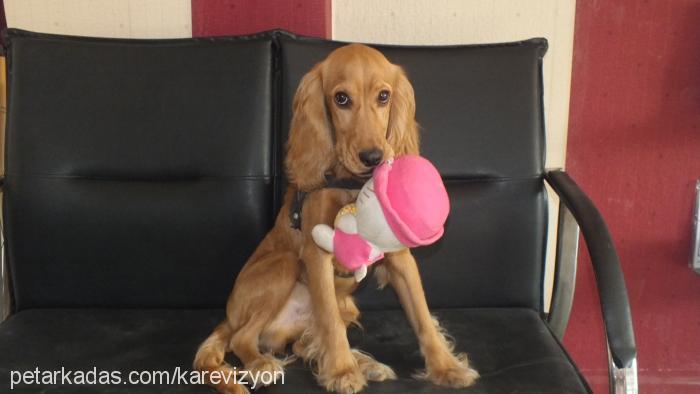 ateş Erkek İngiliz Cocker Spaniel