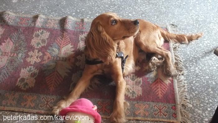 ateş Erkek İngiliz Cocker Spaniel