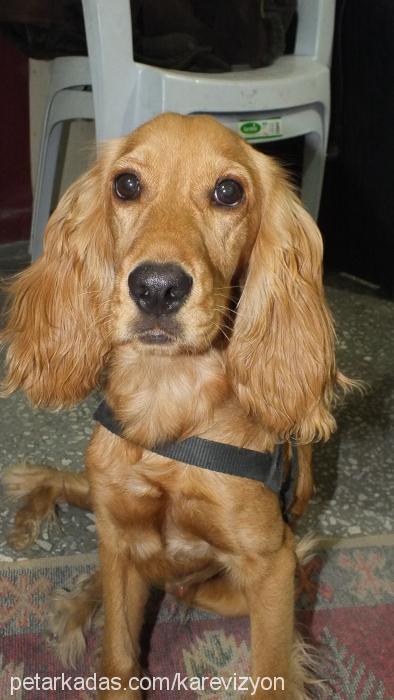 ateş Erkek İngiliz Cocker Spaniel