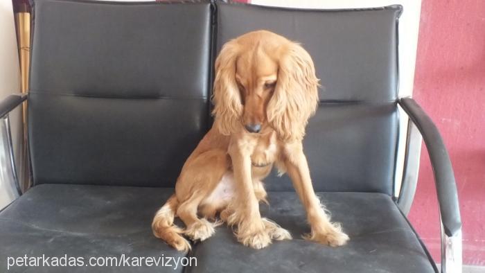 ateş Erkek İngiliz Cocker Spaniel