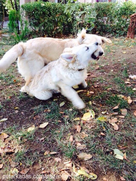 badem Erkek Golden Retriever