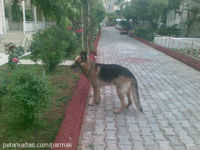 alex Erkek Alman Çoban Köpeği