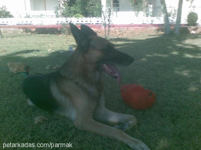 alex Erkek Alman Çoban Köpeği