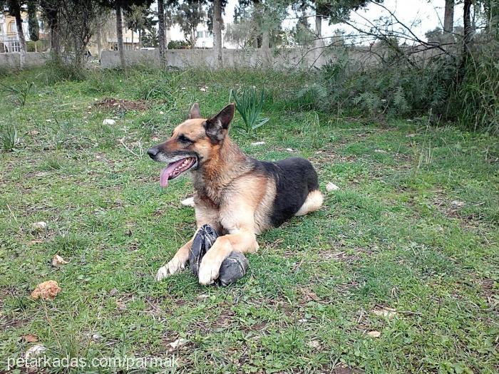 alex Erkek Alman Çoban Köpeği