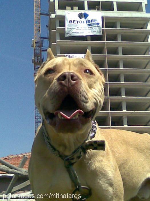 ares Erkek Amerikan Pitbull Terrier