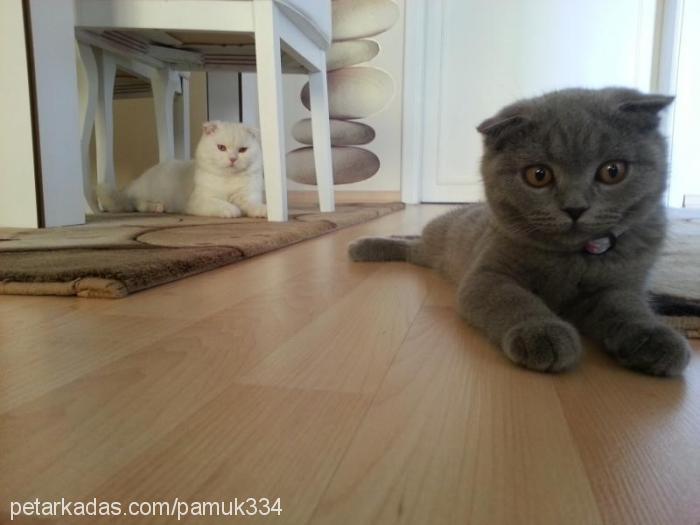 mia Dişi Scottish Fold