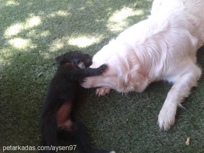 beyli Dişi Golden Retriever