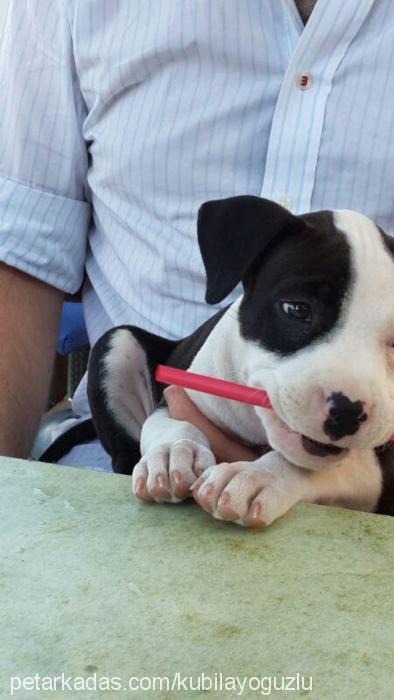 jitan Dişi Amerikan Staffordshire Terrier