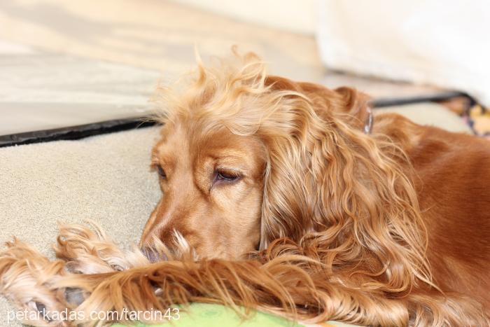 tarçın Dişi İngiliz Cocker Spaniel