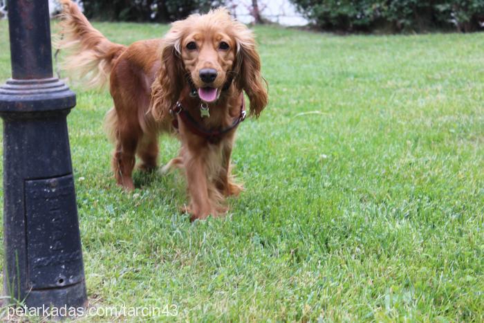 tarçın Dişi İngiliz Cocker Spaniel