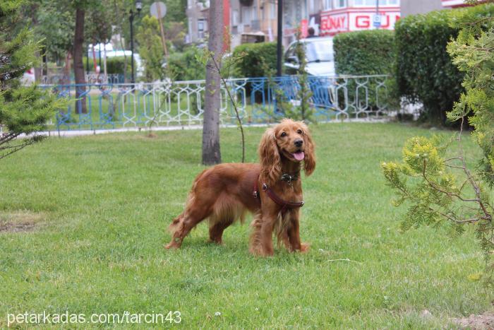 tarçın Dişi İngiliz Cocker Spaniel