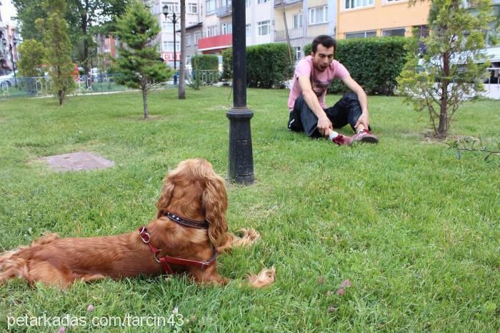 tarçın Dişi İngiliz Cocker Spaniel