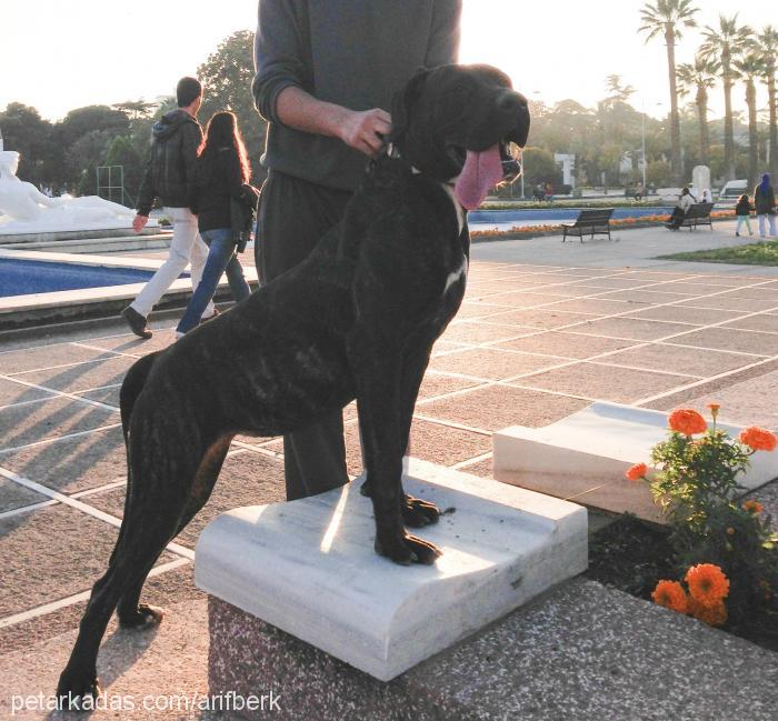 hera Dişi Cane Corso Italiano