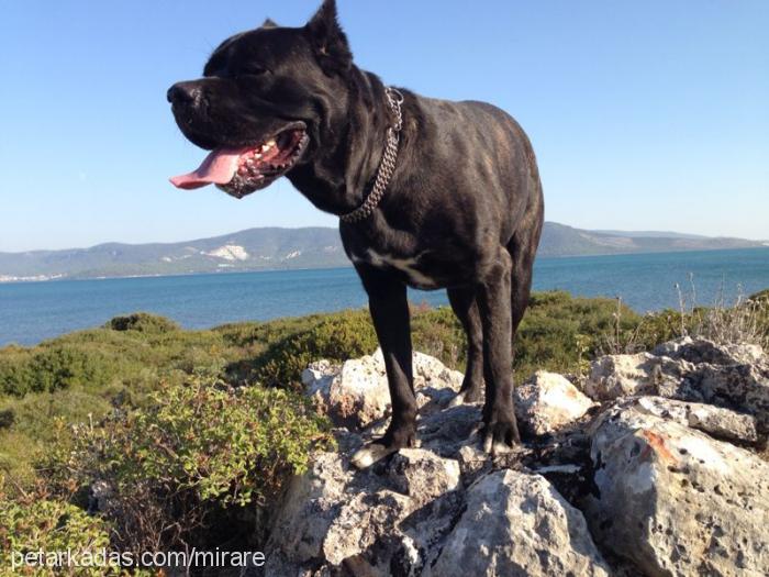 efe Erkek Cane Corso Italiano