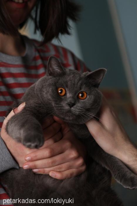 loki Erkek British Shorthair