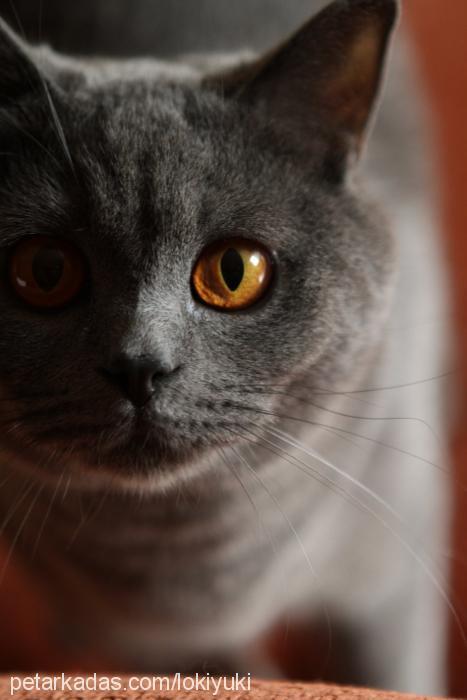 loki Erkek British Shorthair