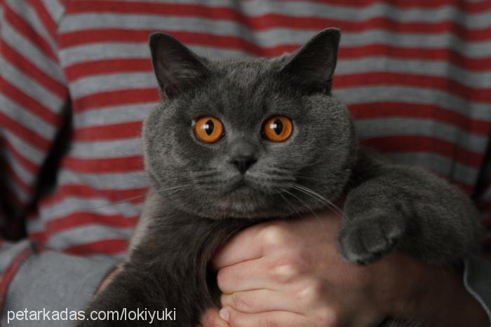 loki Erkek British Shorthair