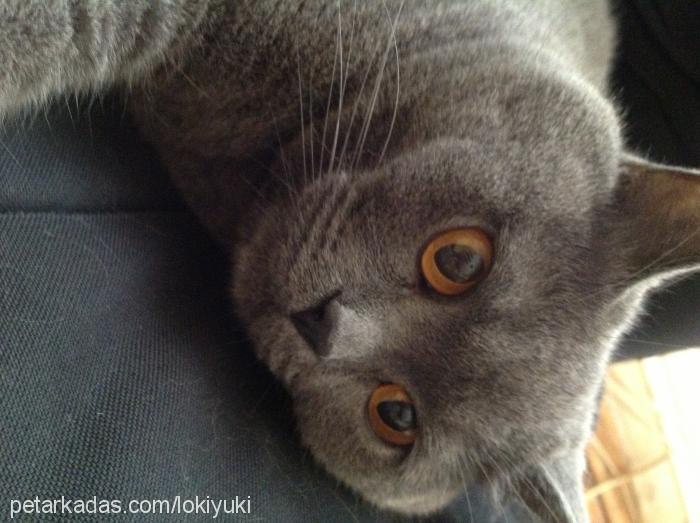 loki Erkek British Shorthair