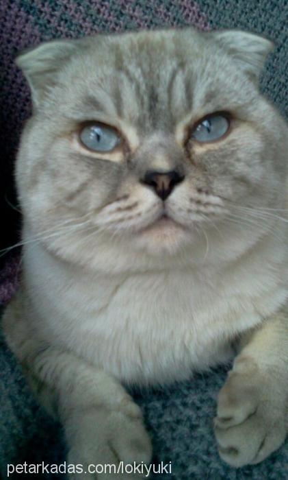 yuki Erkek Scottish Fold