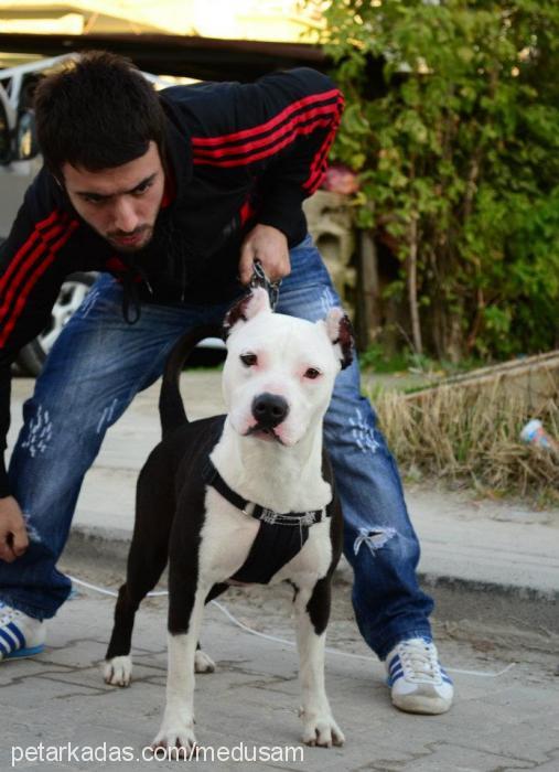 medusa Erkek Amerikan Pitbull Terrier