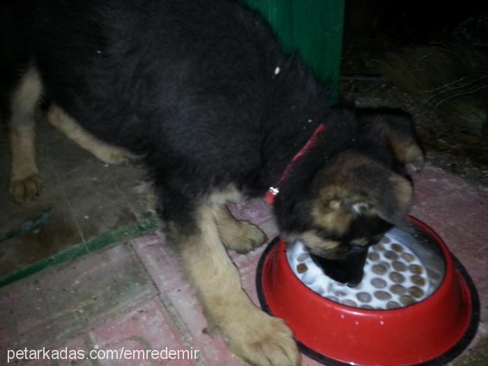 carlos Erkek Alman Çoban Köpeği