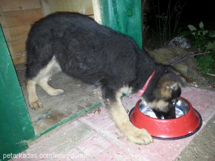 carlos Erkek Alman Çoban Köpeği