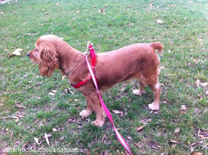 köpük Dişi Amerikan Cocker Spaniel