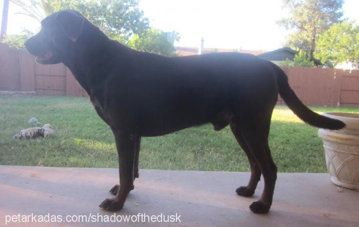 shadow Erkek Labrador Retriever