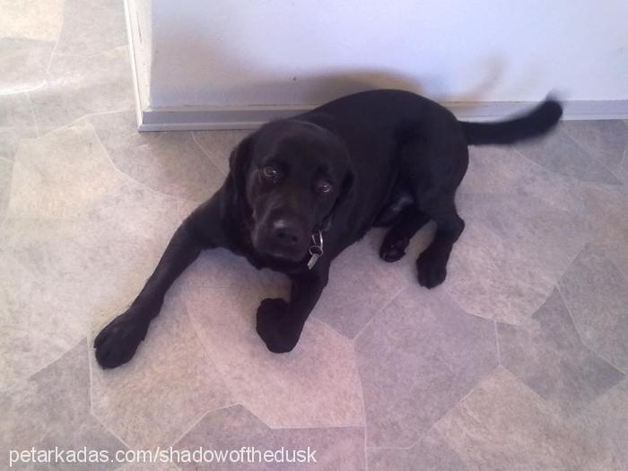 shadow Erkek Labrador Retriever