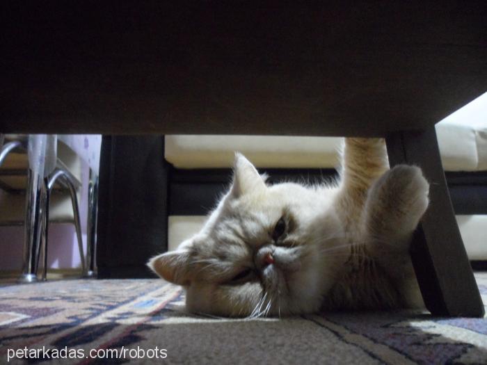 Şans Erkek Exotic Shorthair