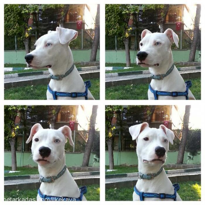 mix Dişi Amerikan Pitbull Terrier