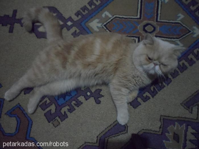 Şans Erkek Exotic Shorthair