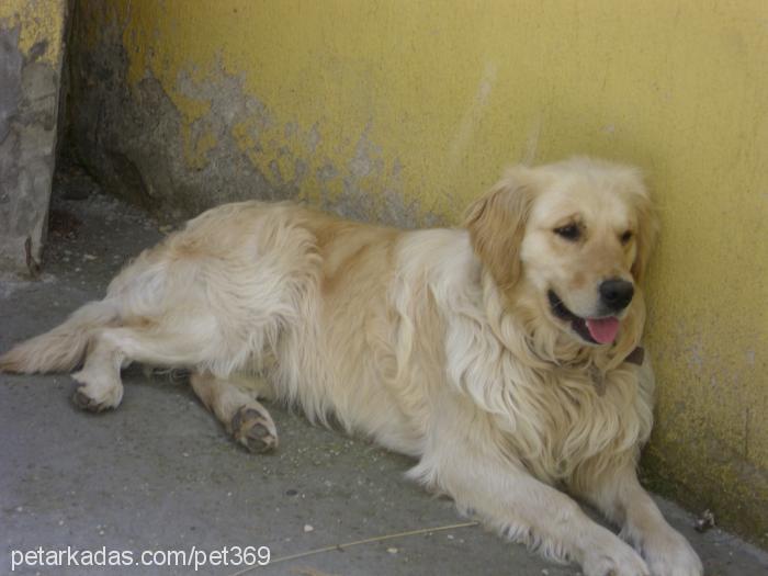 whiskey Erkek Golden Retriever