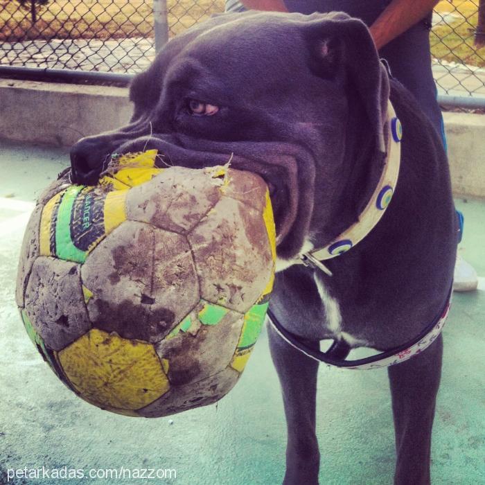 nazar Dişi Cane Corso Italiano