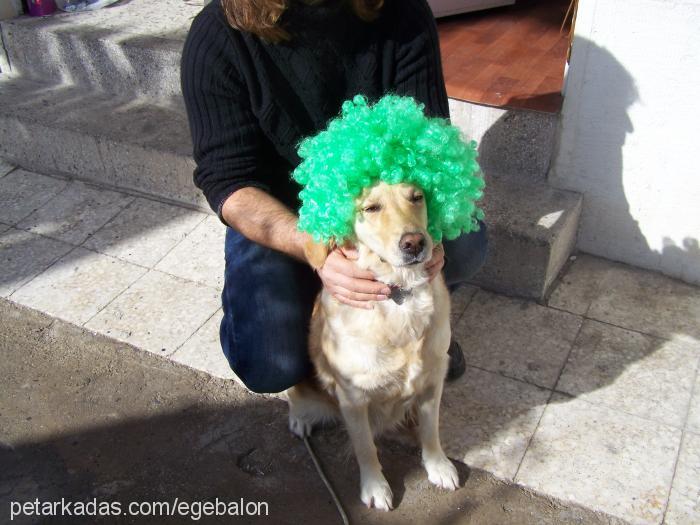 elif Dişi Labrador Retriever