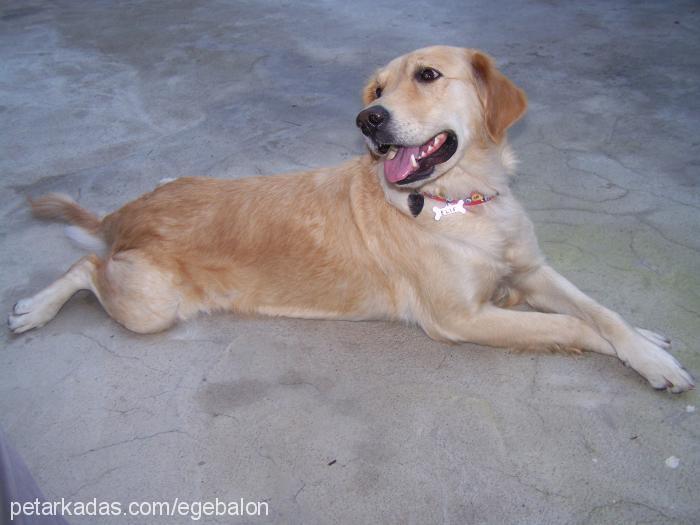 elif Dişi Labrador Retriever