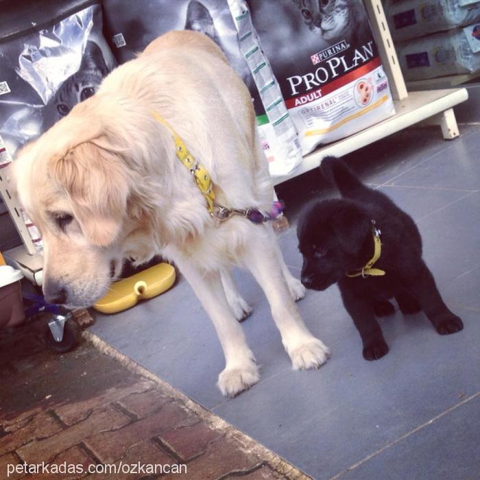 Şeker Dişi Golden Retriever