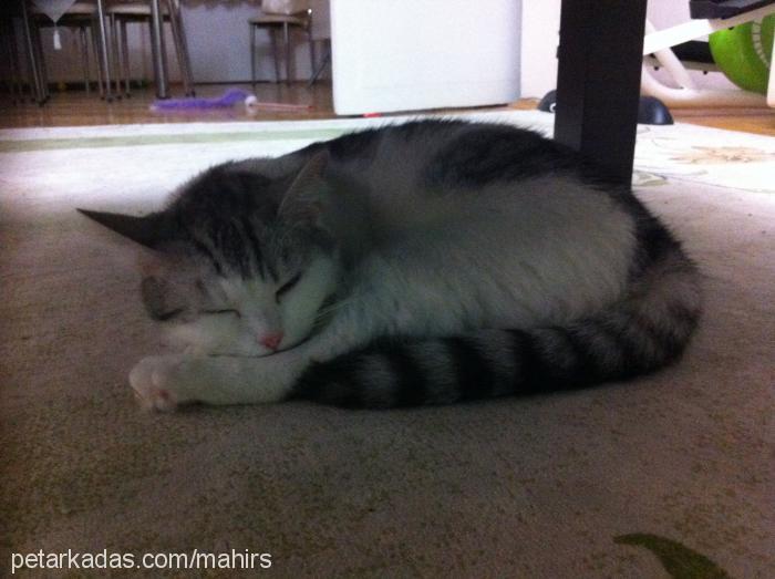 gümüş Dişi British Shorthair