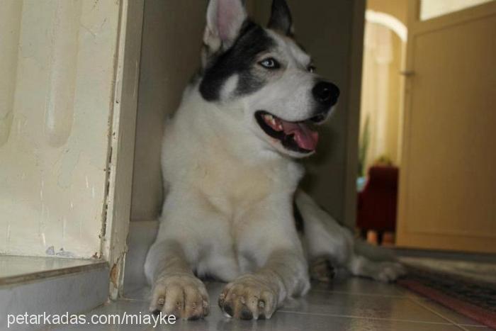 miayke Erkek Sibirya Kurdu (Husky)