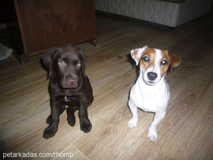 pasc Erkek Labrador Retriever