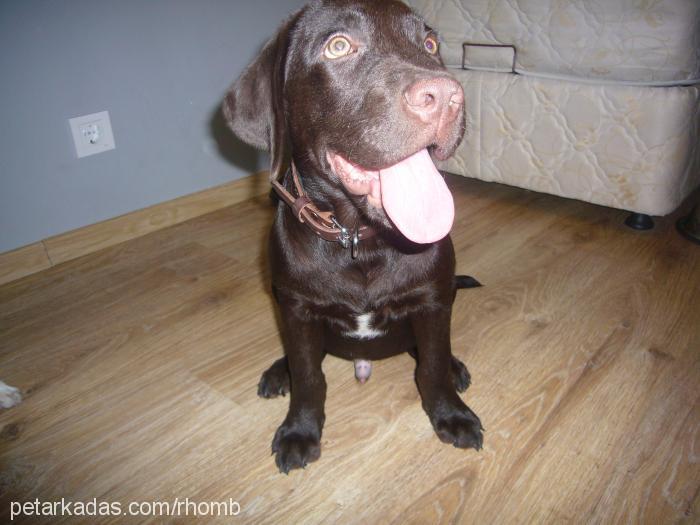 pasc Erkek Labrador Retriever