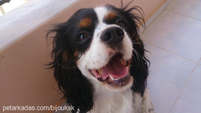 bijou Dişi Cavalier King Charles Spanieli